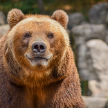 "Ahoj, medvěde!" – Zoo Brno zve na rozlučku s kamčatskou medvědicí Irinou.